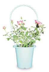 �C���[�W�摜