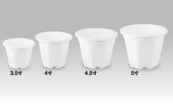 �p���V���[�Y